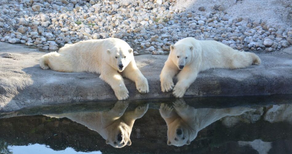 Polar bears in Alaska